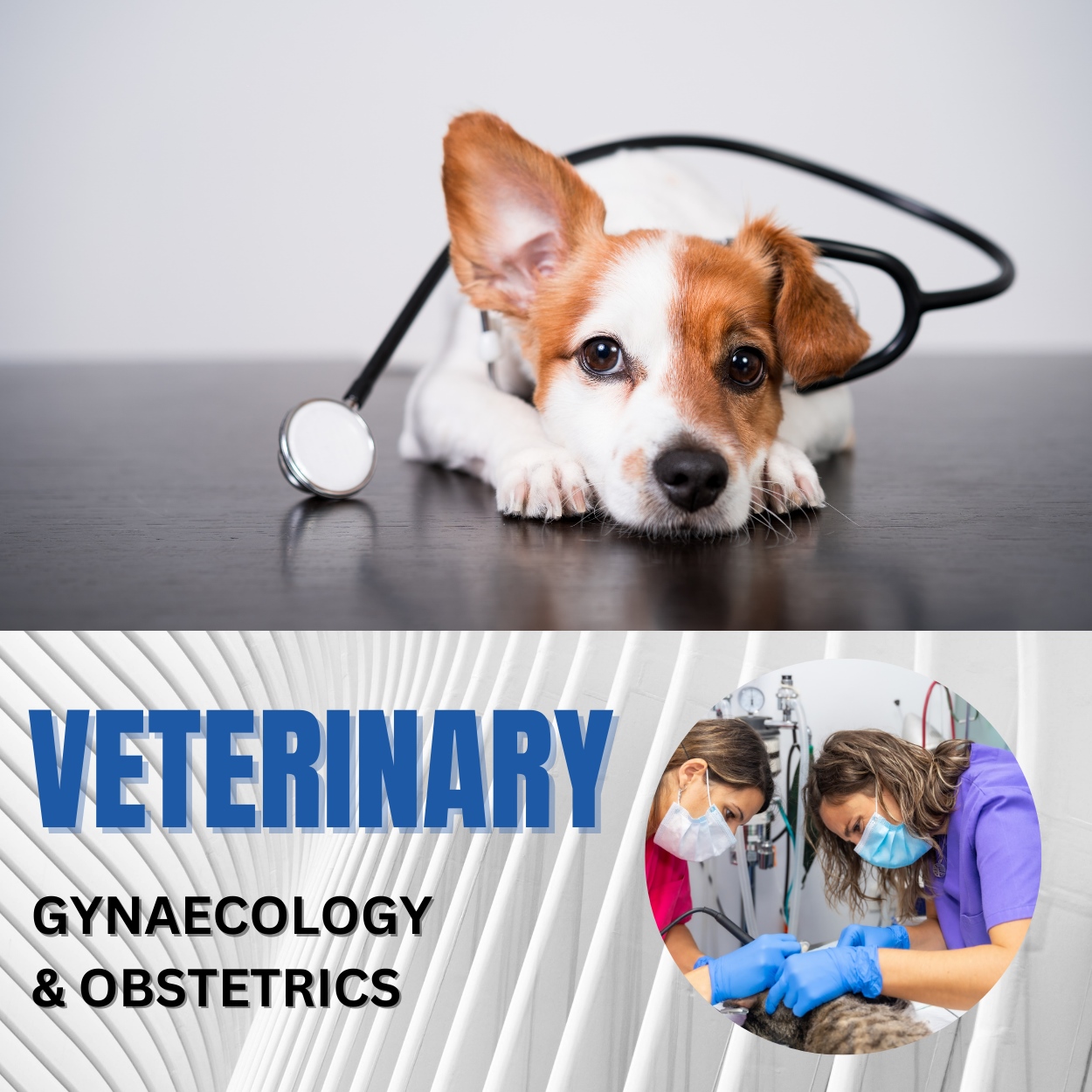 Veterinary Clinical Complex